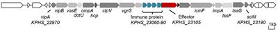 Identification and Characterization of an Antibacterial Type VI Secretion System in the Carbapenem-Resistant Strain Klebsiella pneumoniae HS11286